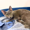 adoptable Cat in , NY named Chimichurri