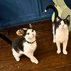 adoptable Cat in , NY named Comet & Cupid