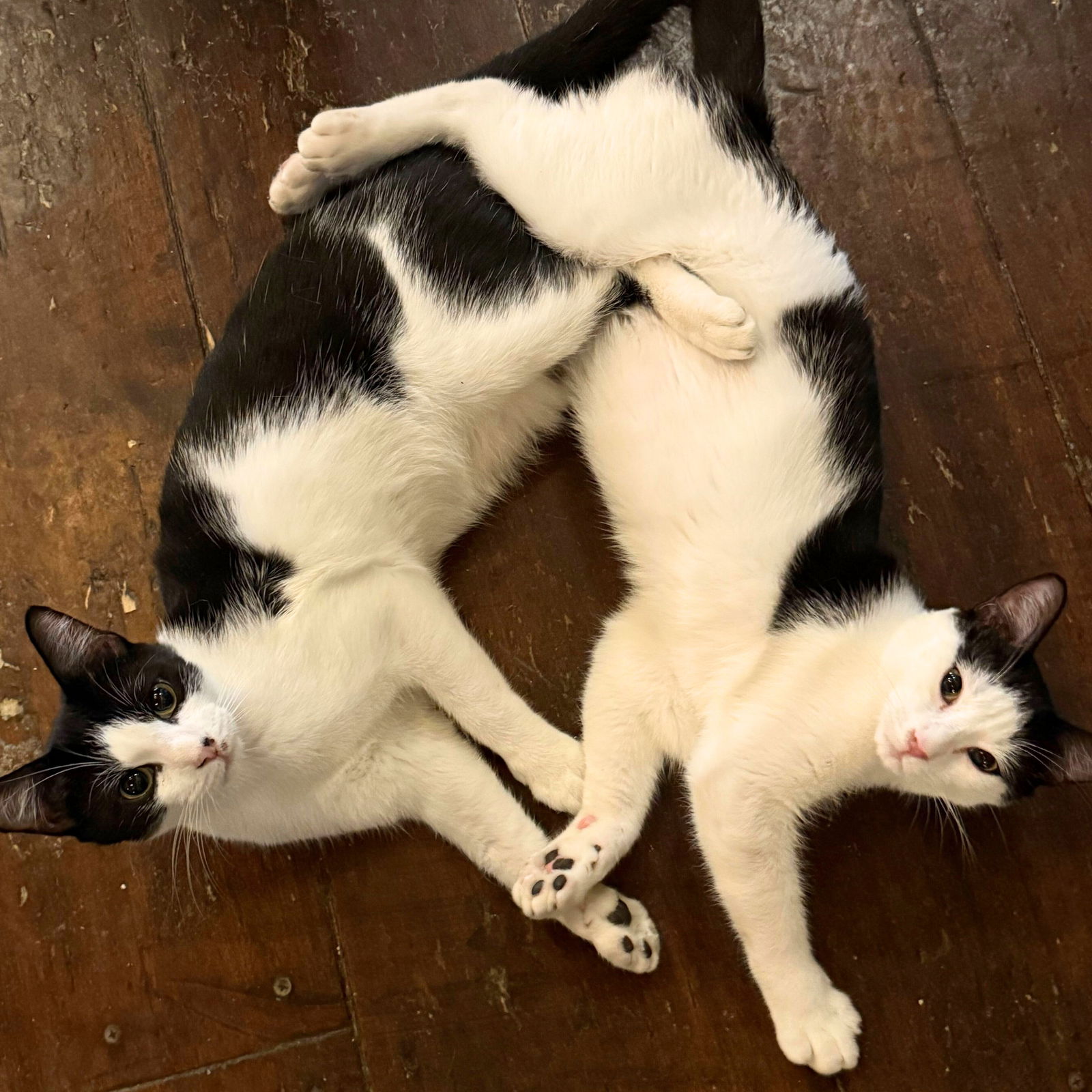 adoptable Cat in Brooklyn, NY named Comet & Cupid
