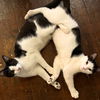 adoptable Cat in Brooklyn, NY named Comet & Cupid