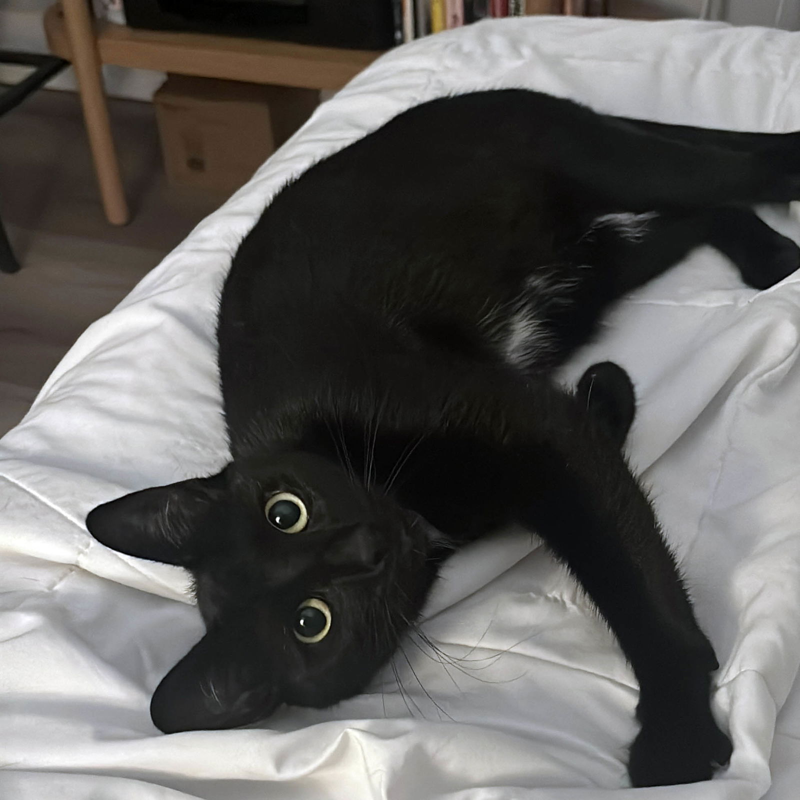 adoptable Cat in Brooklyn, NY named Kimchi