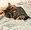adoptable Cat in brooklyn, NY named Munie