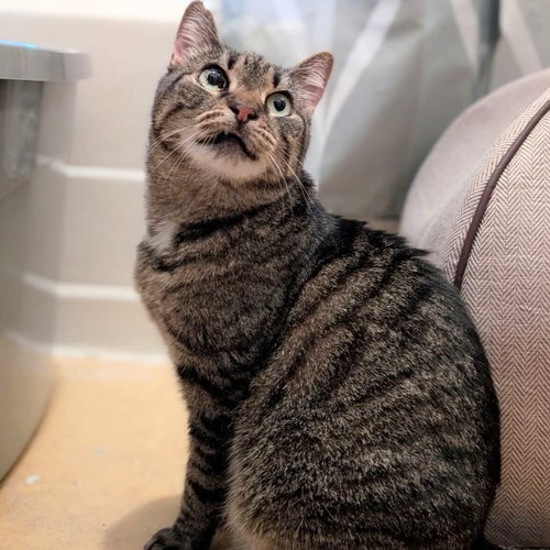 picture of the cat needing adoption