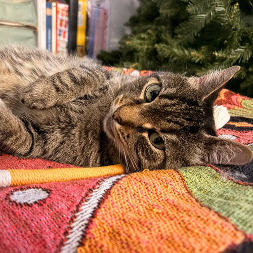A girl called Munie, a cat for adoption from Brooklyn Bridge Animal Welfare Coalition, Inc.