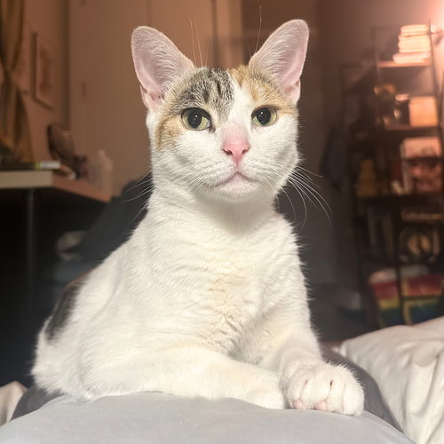 picture of the cat needing adoption