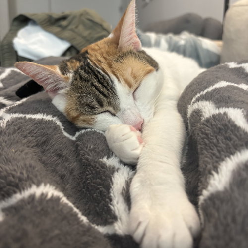 SUNNY HALE - Domestic Short Hair available for adoption