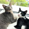 adoptable Cat in brooklyn, NY named Cadbury & Peeps