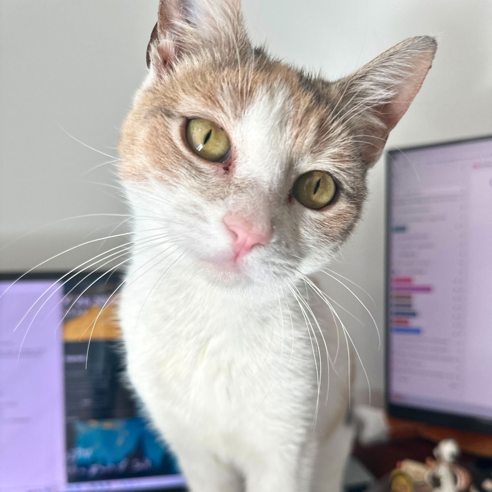 adoptable Cat in Brooklyn, NY named Spotted Sea Trout