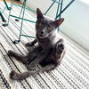 adoptable Cat in brooklyn, NY named Mushtaaq