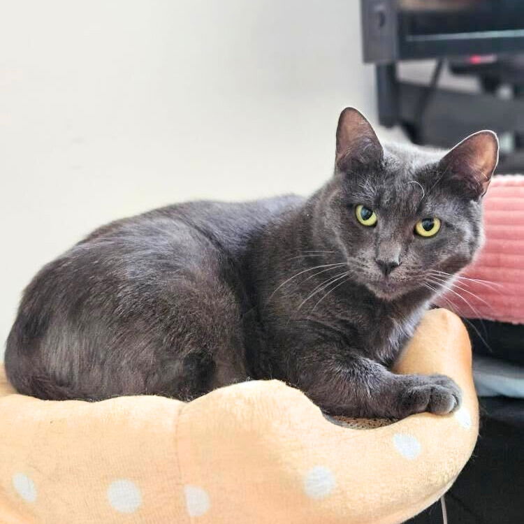 adoptable Cat in Brooklyn, NY named Shiloh