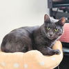 adoptable Cat in brooklyn, NY named Shiloh