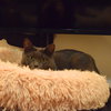 Shiloh - Photo 2