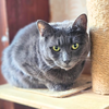 Shiloh - Photo 1