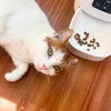 adoptable Cat in brooklyn, NY named Muriel