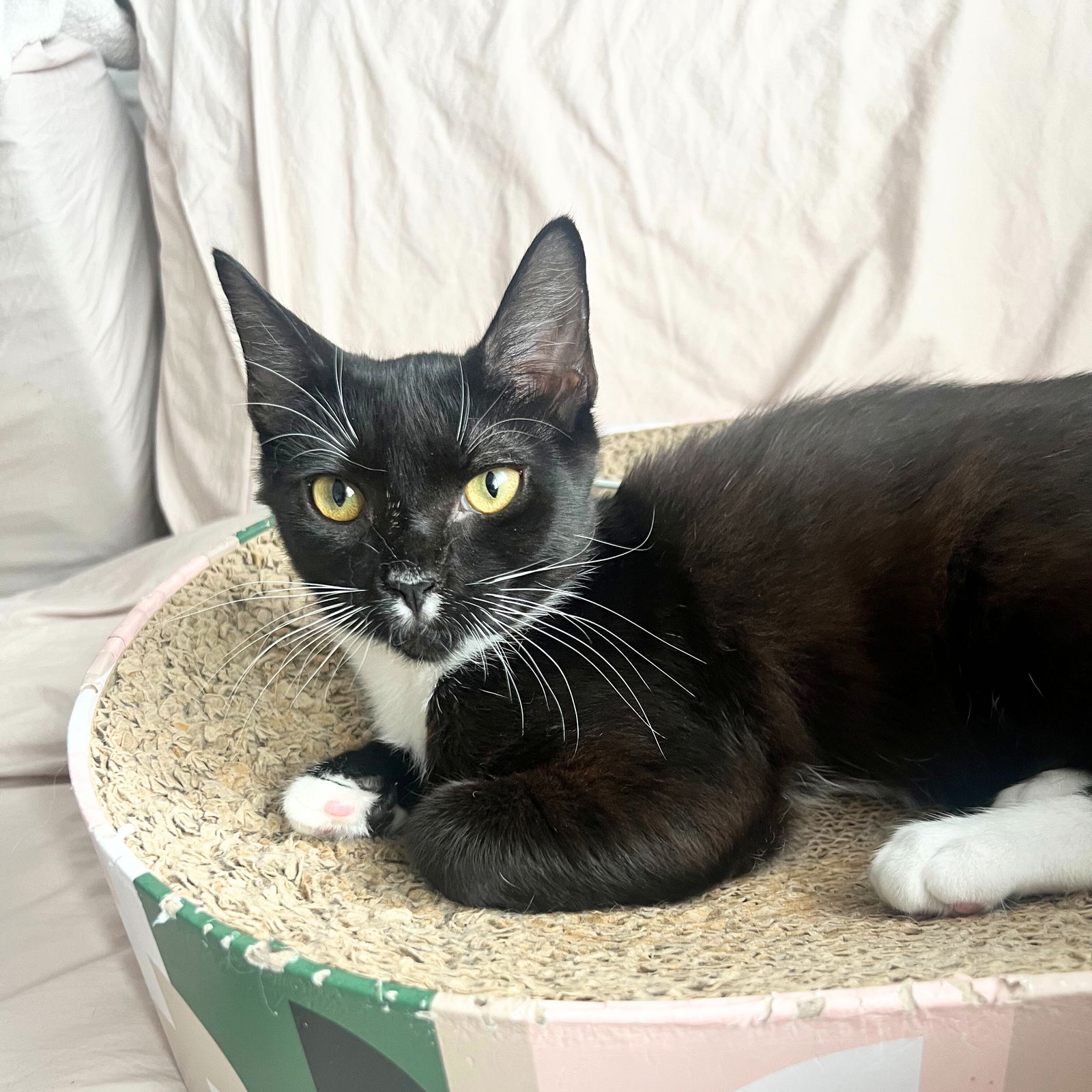 adoptable Cat in Brooklyn, NY named Nevar