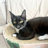 adoptable Cat in brooklyn, NY named Nevar