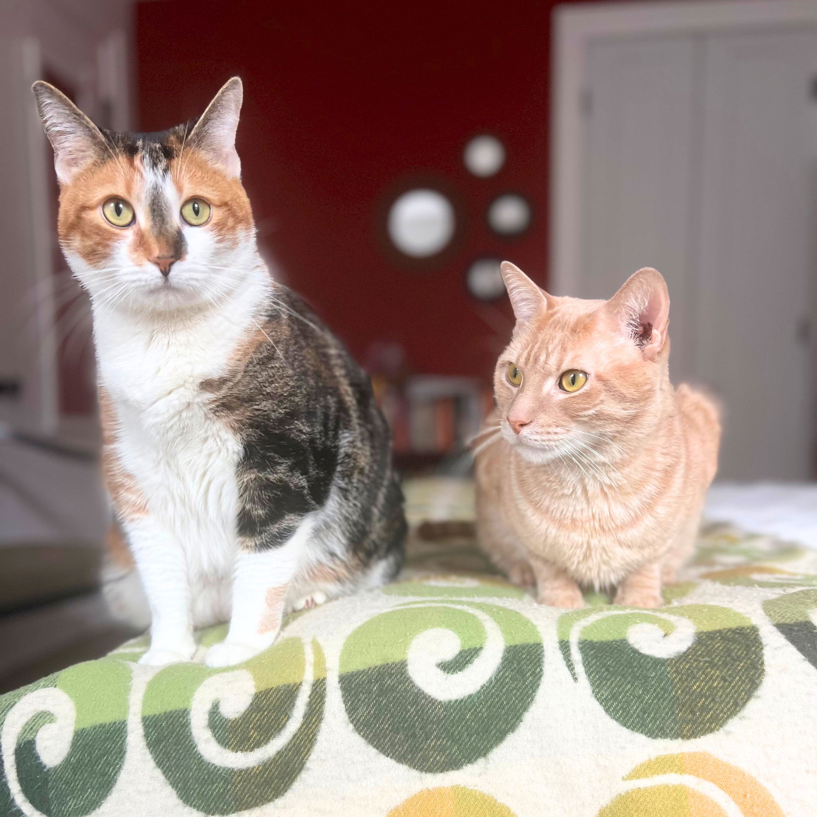 adoptable Cat in Brooklyn, NY named Beige & Lisa