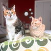 adoptable Cat in Brooklyn, NY named Beige & Lisa