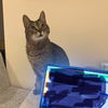 adoptable Cat in Brooklyn, NY named Chazz