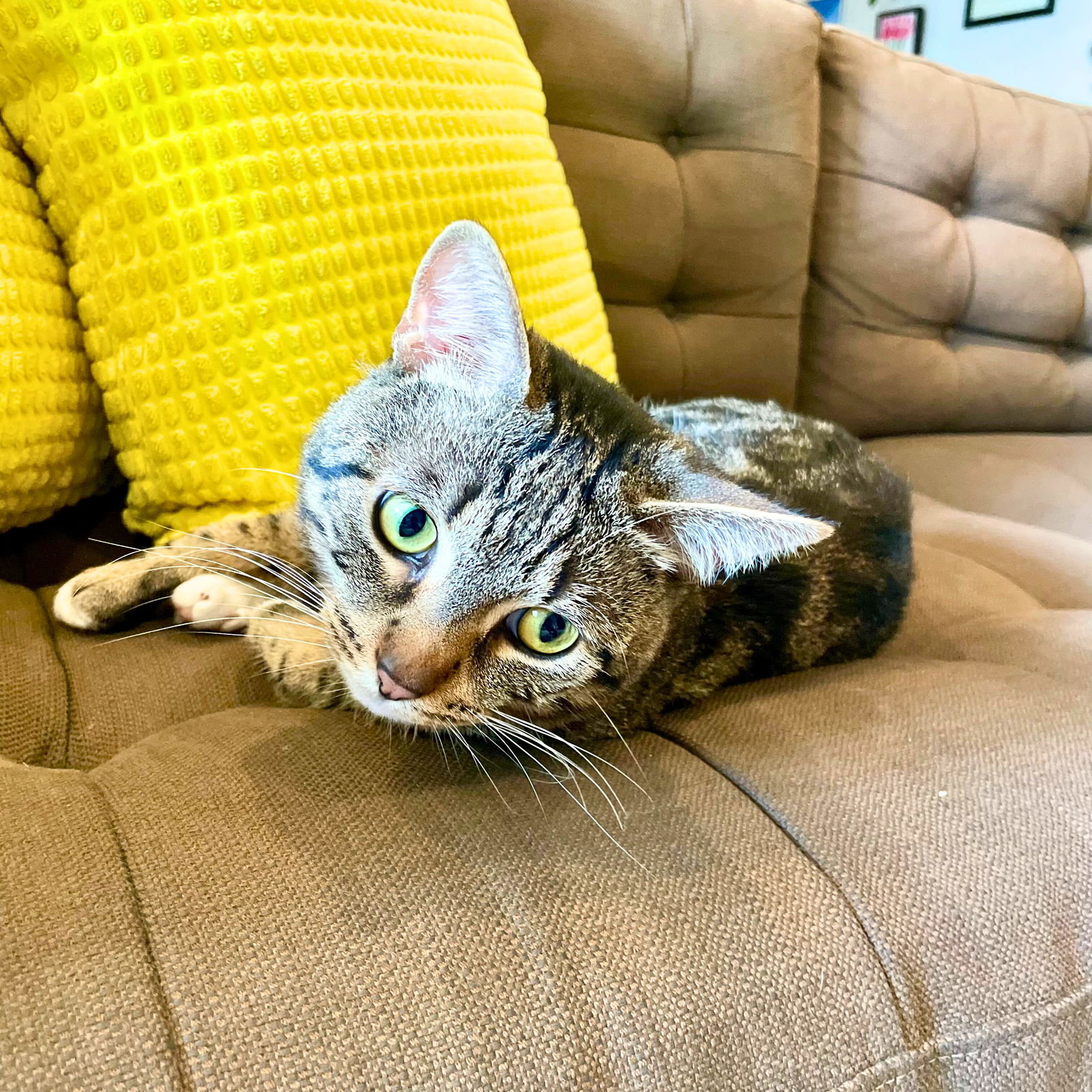 adoptable Cat in Brooklyn, NY named Harpoon Howard