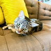 adoptable Cat in brooklyn, NY named Harpoon Howard