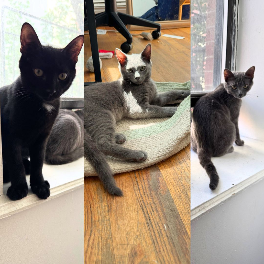 adoptable Cat in Brooklyn, NY named Erlang, Haskell, & Racket