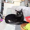 adoptable Cat in brooklyn, NY named Slinky