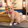 adoptable Cat in brooklyn, NY named Sassenach