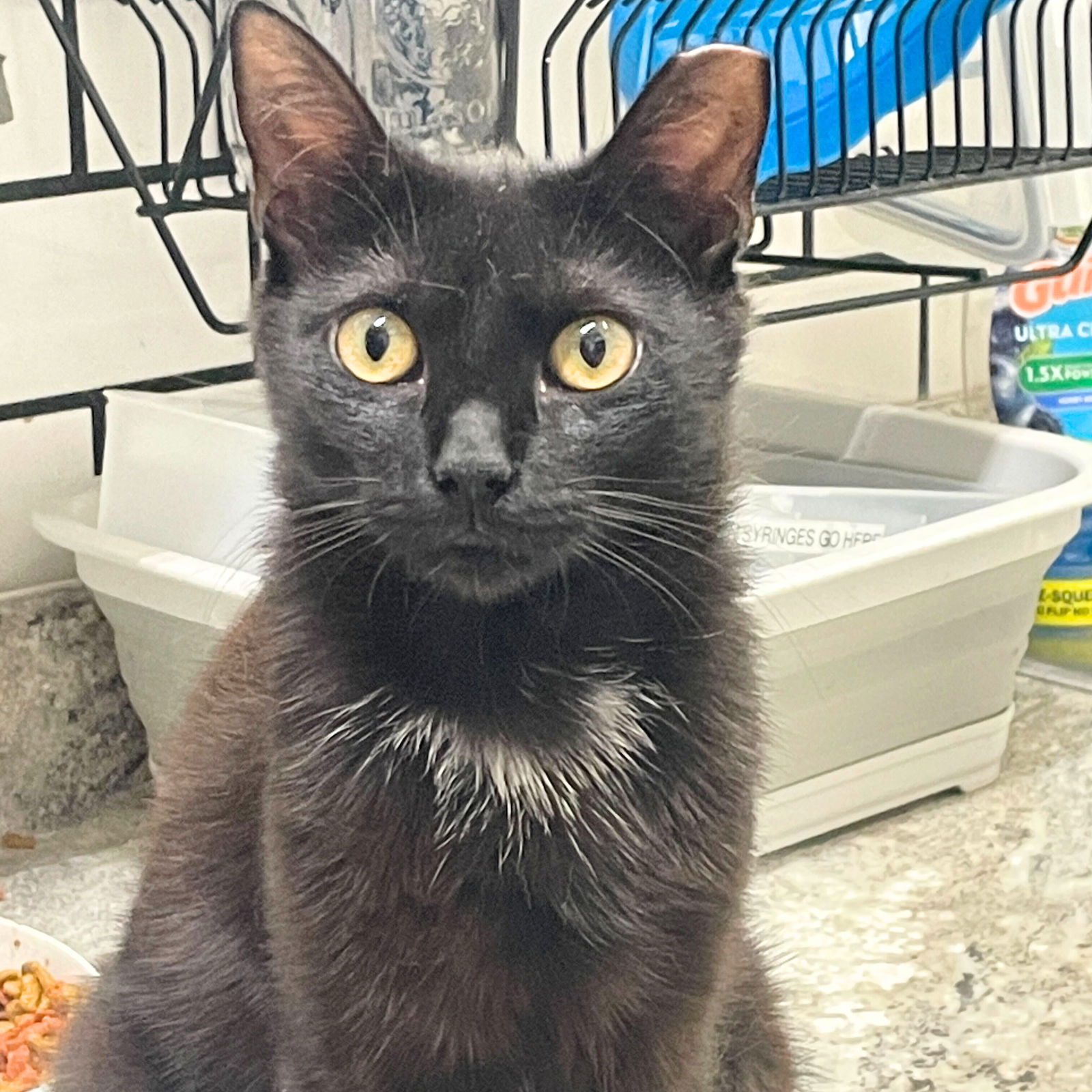 adoptable Cat in Brooklyn, NY named Emily's List