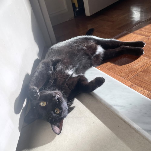 Emily's List, Adult Domestic Short Hair, cat for adoption in New Rochelle, New York