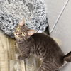 adoptable Cat in brooklyn, NY named Miami