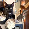 adoptable Cat in brooklyn, NY named Galinda & Teriyaki