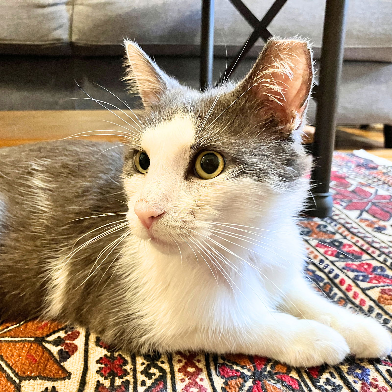 adoptable Cat in Brooklyn, NY named Rabbit