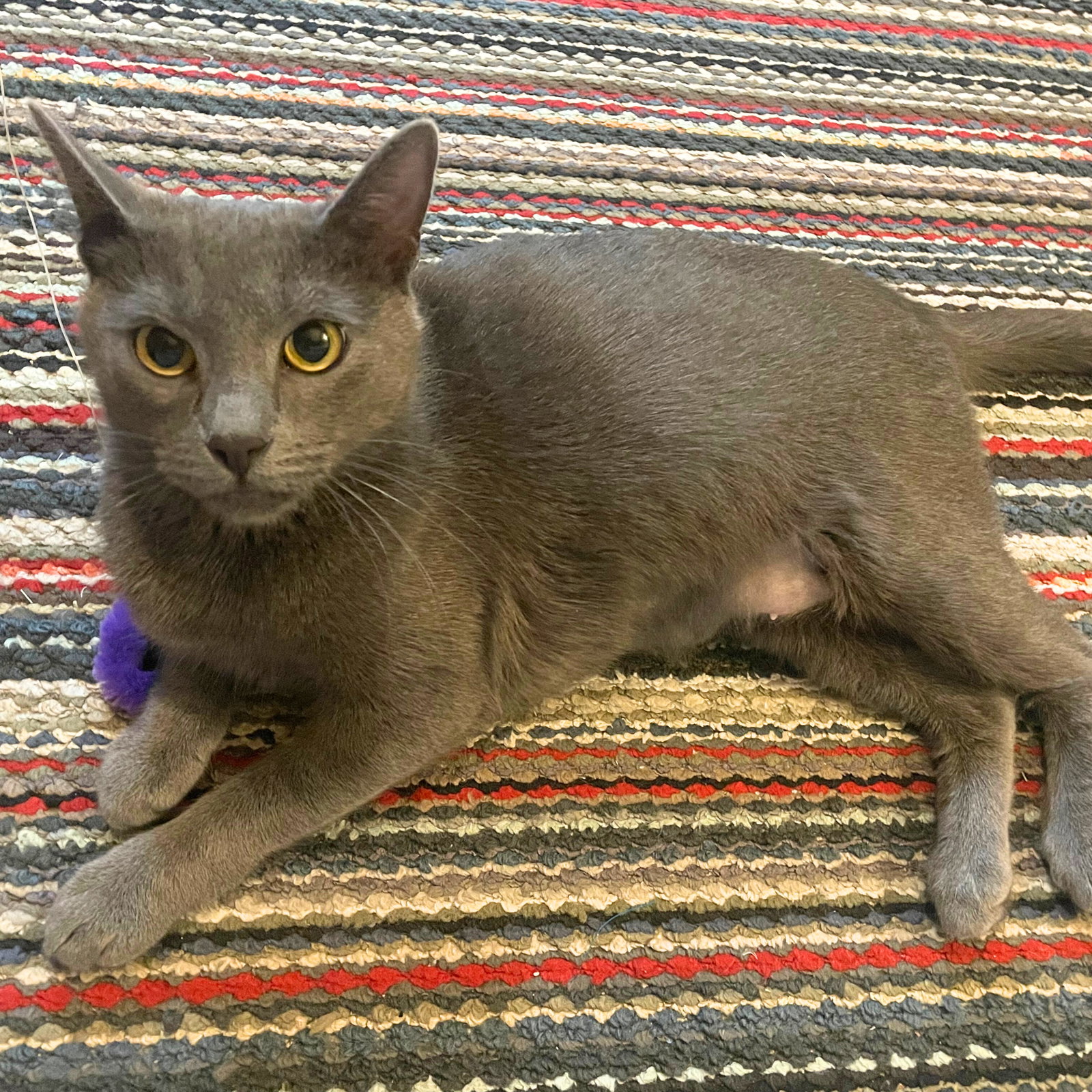 Foxy Gray - Brooklyn Cat Cafe