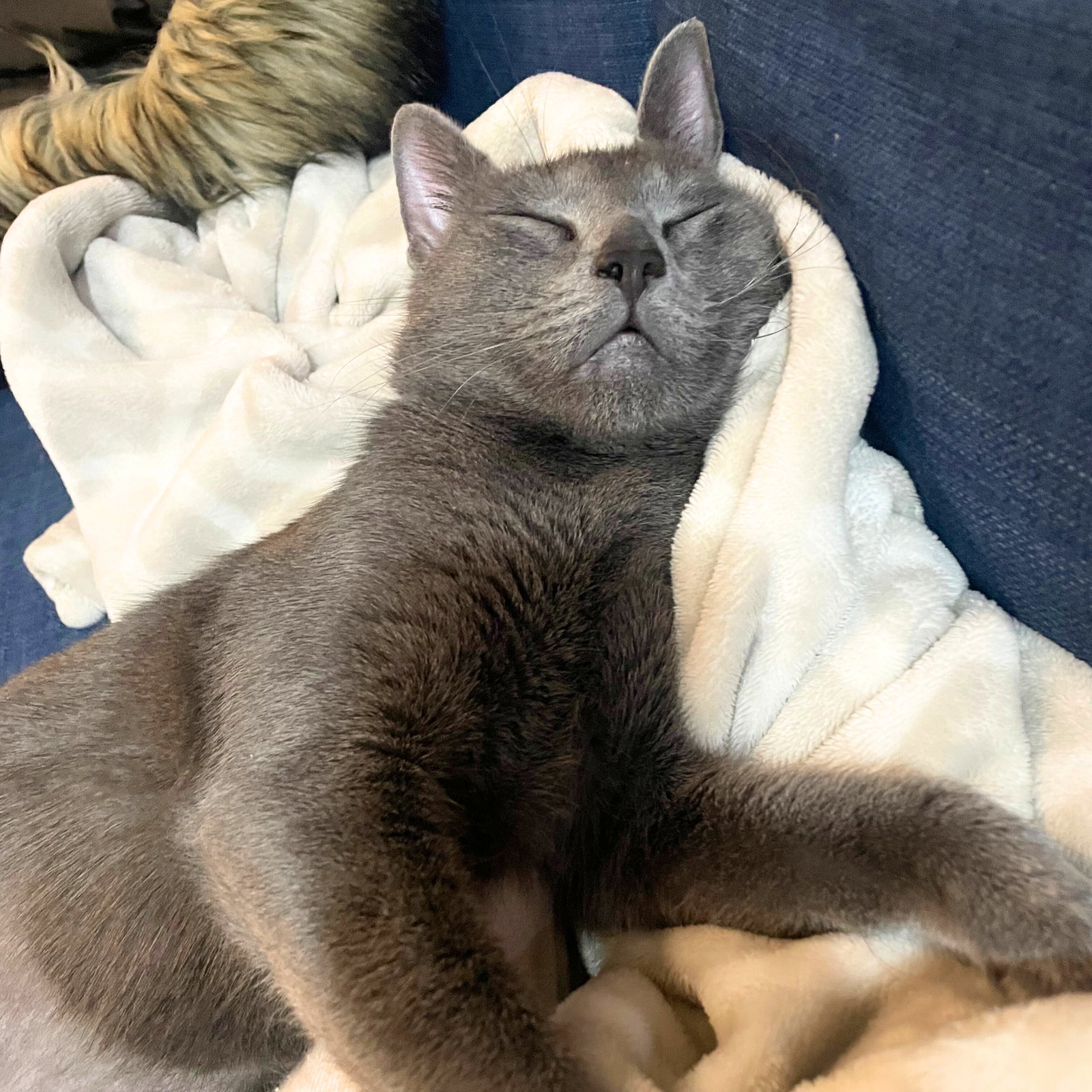 シシクイ　CATサングラス　BLUE GRAY Foxy Gray - Brooklyn Cat Cafe