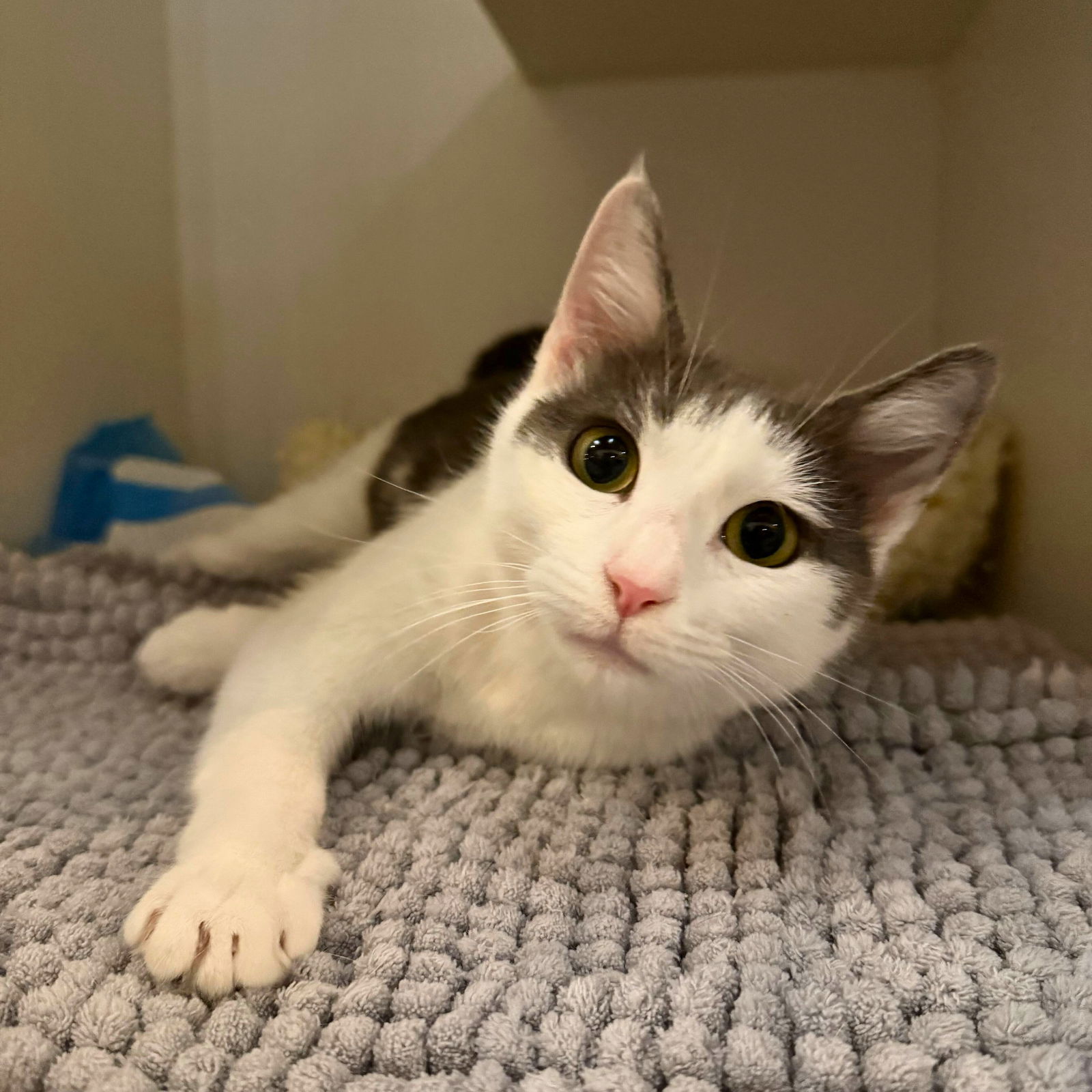 adoptable Cat in Brooklyn, NY named Puff