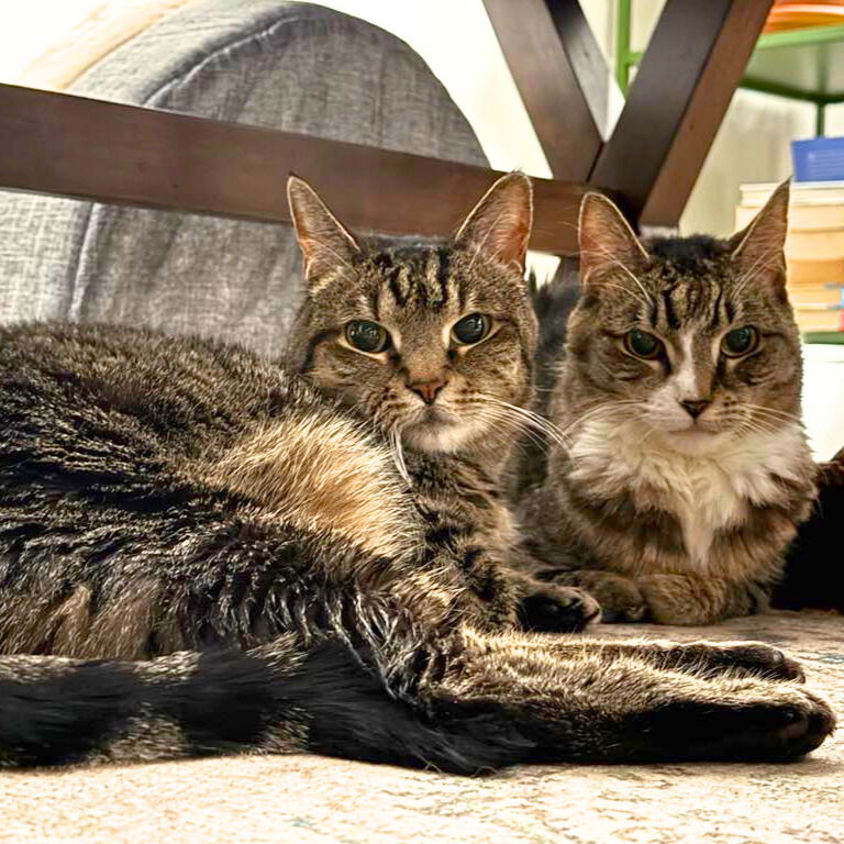 adoptable Cat in Brooklyn, NY named Rizzo & Frenchie