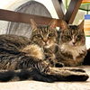 adoptable Cat in brooklyn, NY named Rizzo & Frenchie