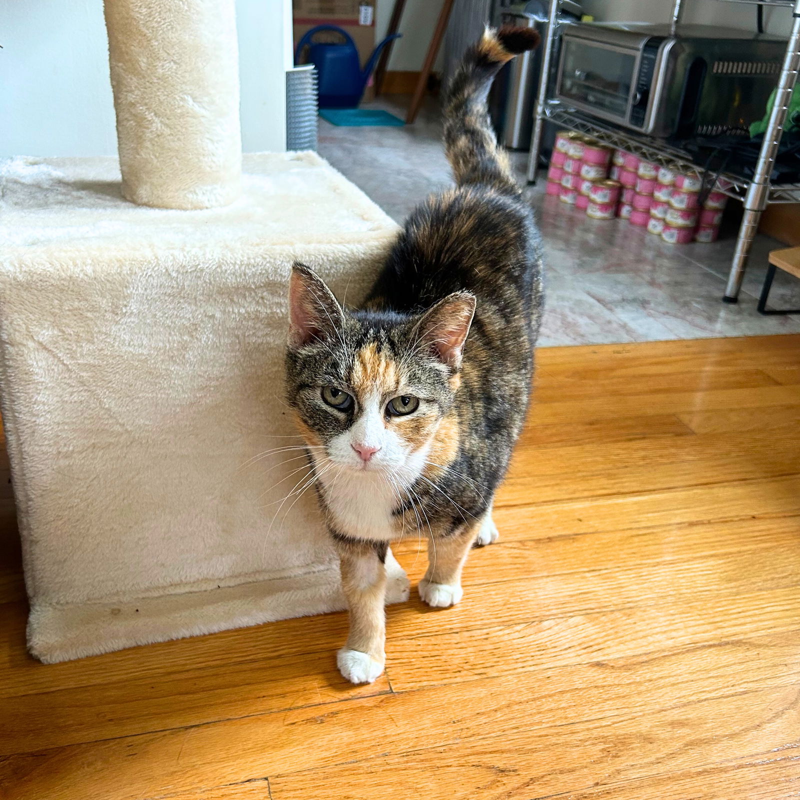 adoptable Cat in Brooklyn, NY named Maisey