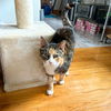 adoptable Cat in brooklyn, NY named Maisey