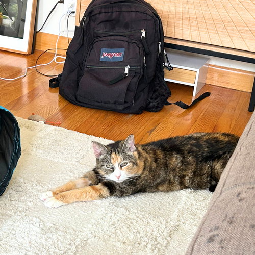 MAISEY - Domestic Short Hair available for adoption