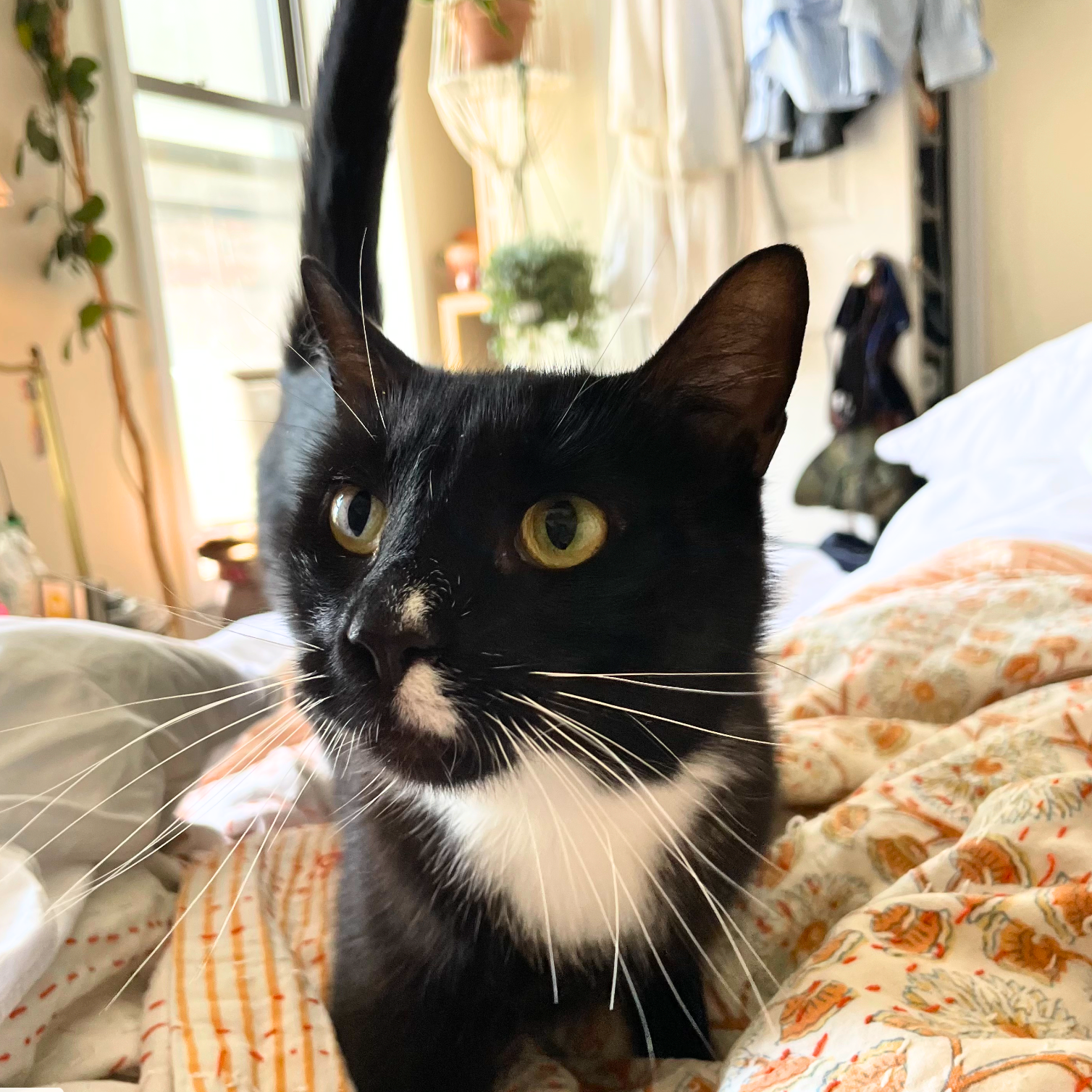 adoptable Cat in Brooklyn, NY named Wydlee