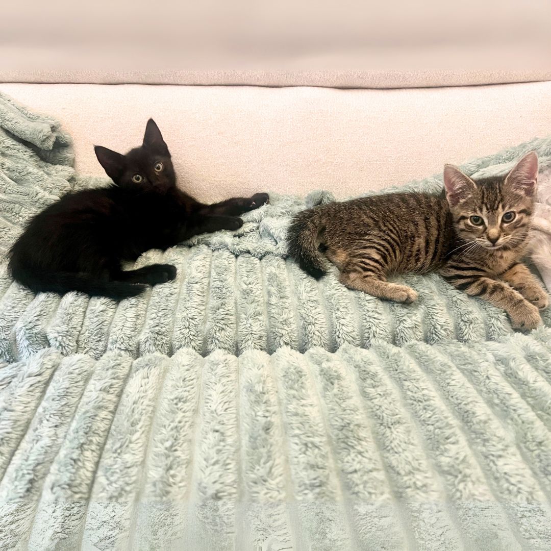 adoptable Cat in Brooklyn, NY named Ribbon & Silky