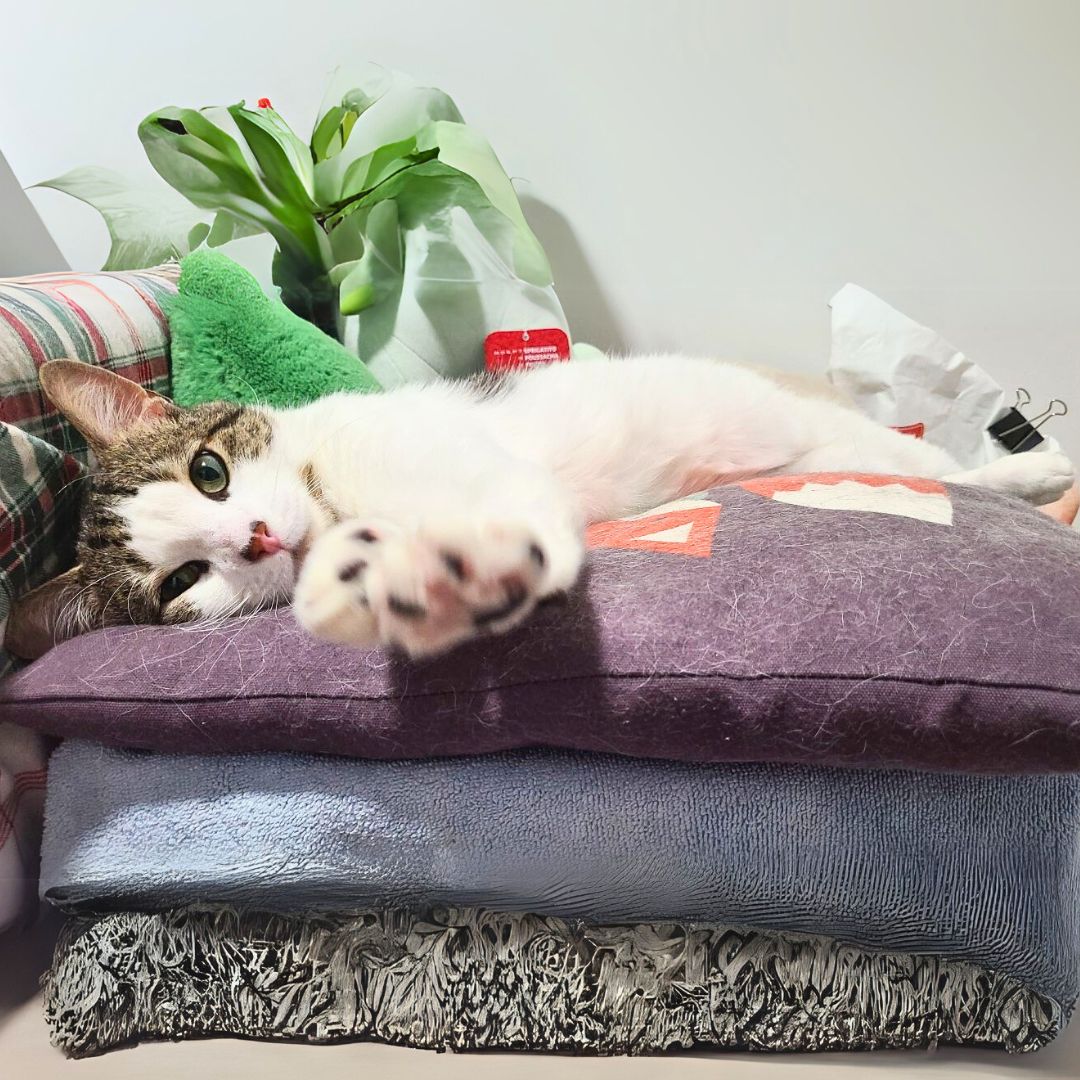 adoptable Cat in Brooklyn, NY named Jimmy