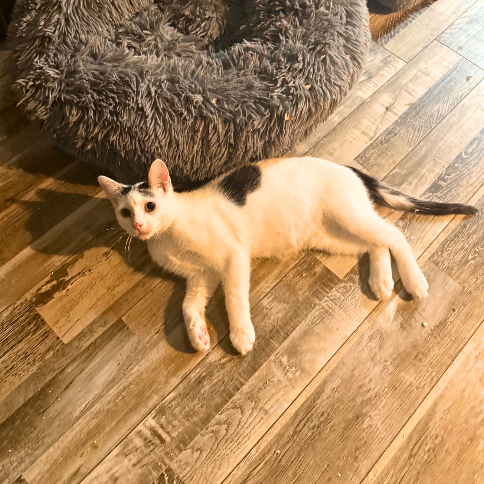 adoptable Cat in Brooklyn, NY named Pout