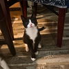 adoptable Cat in brooklyn, NY named Mika Marcy
