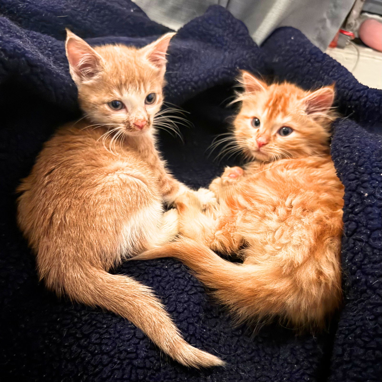 adoptable Cat in Brooklyn, NY named Kiki & Calcifer