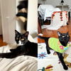 adoptable Cat in brooklyn, NY named Olinville & Van Nest