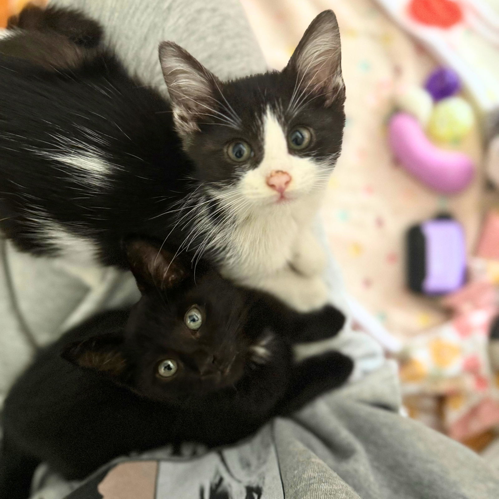 adoptable Cat in Brooklyn, NY named Mike & Ike