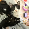 adoptable Cat in brooklyn, NY named Mike & Ike